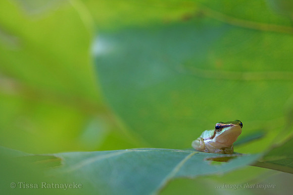 Northern Sedge Frog - Litoria bicolor - Darwin - NT
