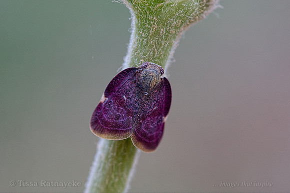 Purple Ricania - Ricania sp. - Darwin - NT