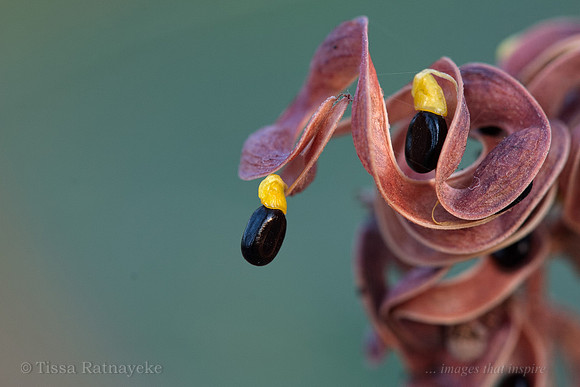 Acacia holosericea Seed Pod - Darwin - NT