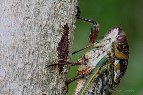 Cicada - Macrotristria doddi - Darwin - NT