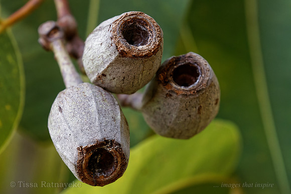 Swamp Bloodwood - Corymbia ptychocarpa - Seedpod