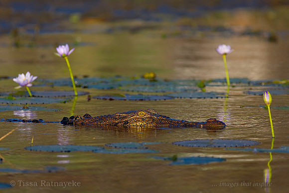 Salt Water Crocodile - Crocodylus porosus - Darwin - NT