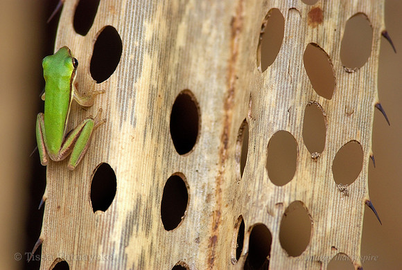 Northern Sedge Frog - Litoria bicolor - Darwin - NT