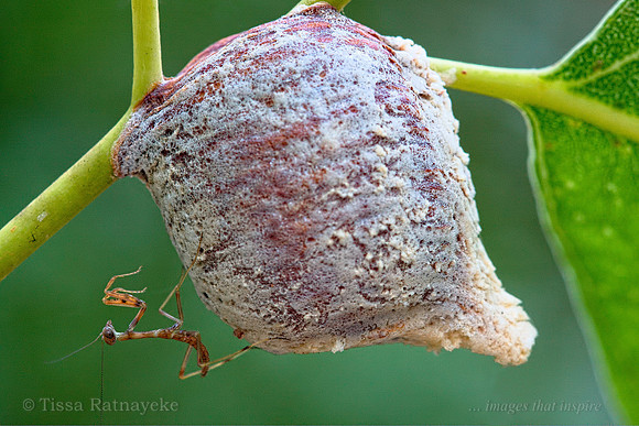 A Praying Mantid Nymph just emerged from Egg Case (Ootheca) - Darwin - NT
