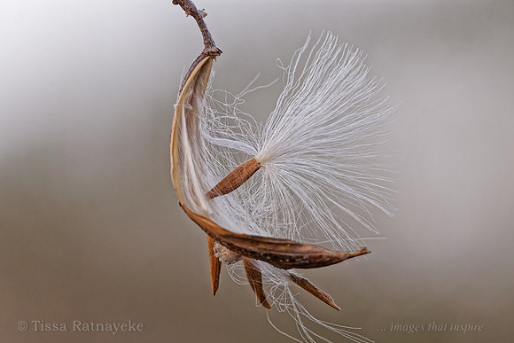 Seedpod of Wrightia saligna - Darwin - NT