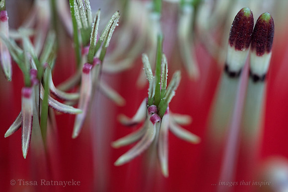 Mistletoe Flower, unopened and open - Decaisnina signata - Darwin - NT