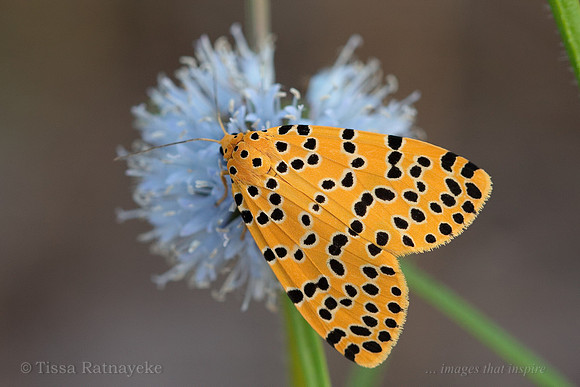 Moth (Argina astraea) feeding on Spermacoce exserta - Darwin - NT