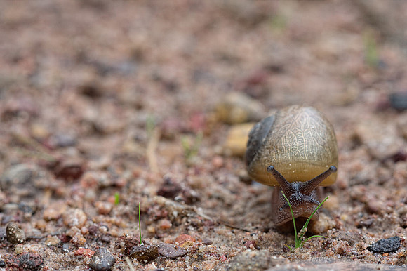 Golden or Yellow Land Snail (Xanthomelon durvillii) - Darwin - NT