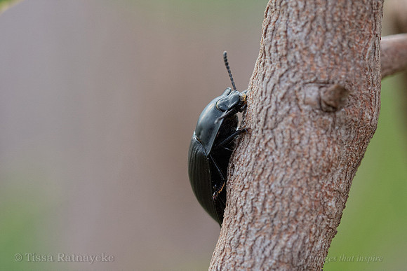 Pie-dish Beetle - Pterohelaeus costatus - Darwin - NT