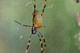 Golden Orb-weaver Spider - Trichonephila plumipes - Darwin - NT