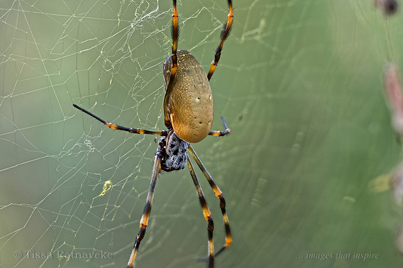 Golden Orb-weaver Spider - Trichonephila plumipes - Darwin - NT