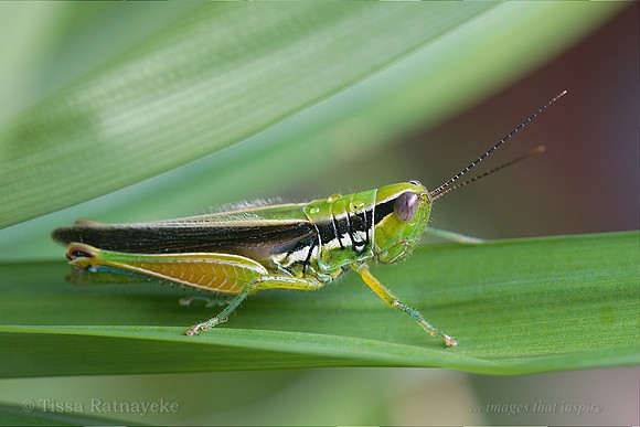 Darwin Dapperia - Dapperia bermiodes - Darwin - NT