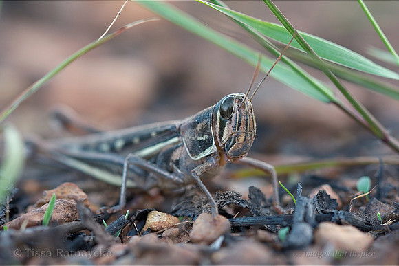 Spur-throated Locust (Austracris guttulosa) - Darwin - NT