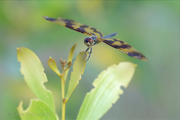 Graphic Flutterer Dragonfly - Darwin - NT