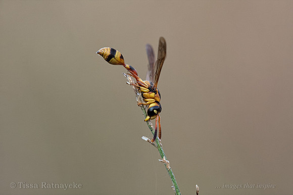 Roosting Wasp - Darwin - NT
