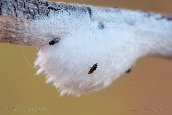 Wasps less than 2 mm long, Emerging from Parasitised Eurybrachid Eggs - Darwin - NT