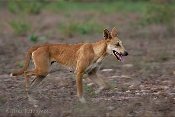 Dingo - Canis lupus dingo - Darwin - NT